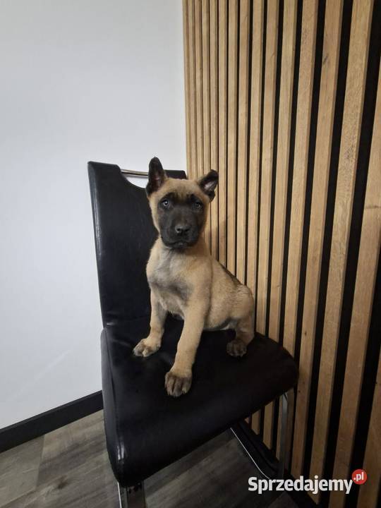 Owczarek Belgijski Malinois Szczeniaki Częstochowa