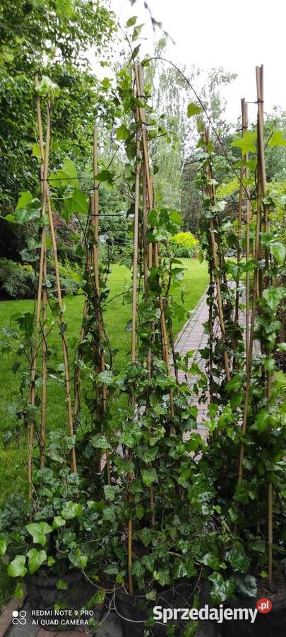 Duże bluszcze HEDERA helix Jasieniec
