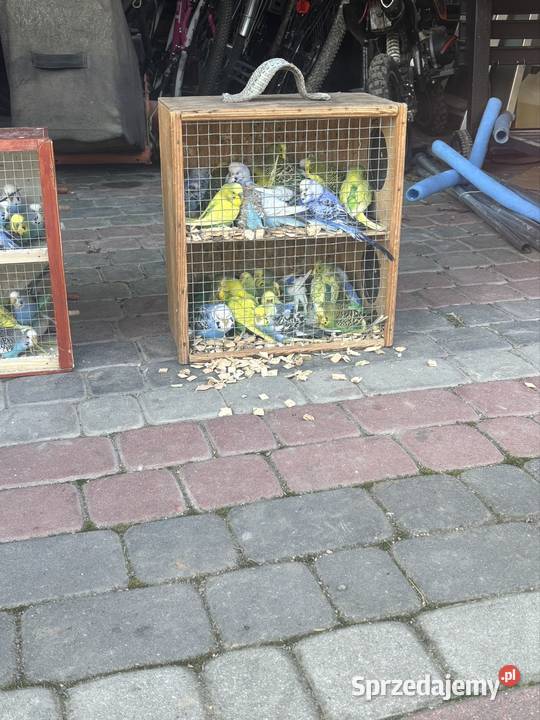Sprzedam Papugi faliste