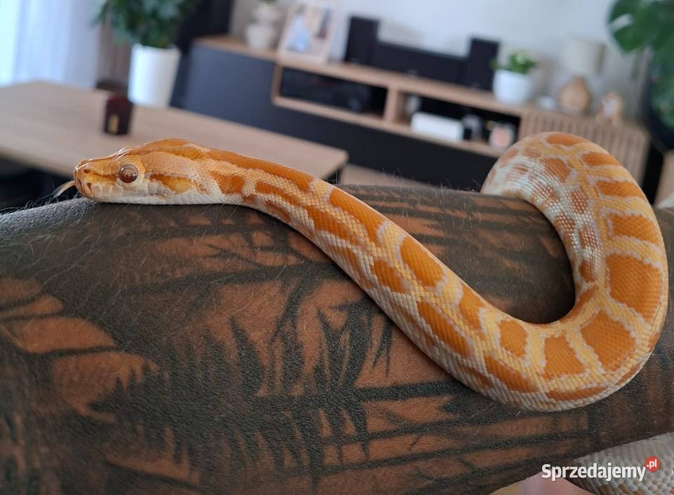 Pyton tygrysi albino samiczka python bivittatus Brzezie k. Sulechowa