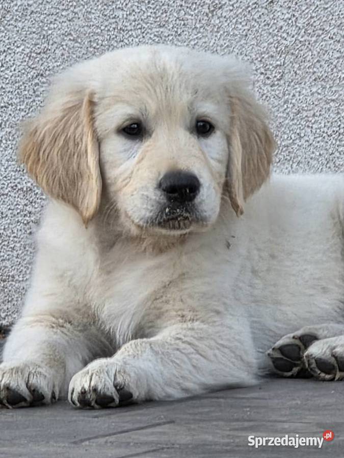 Golden retriver szczenięta FCI ZKwP kujawsko-pomorskie Żnin