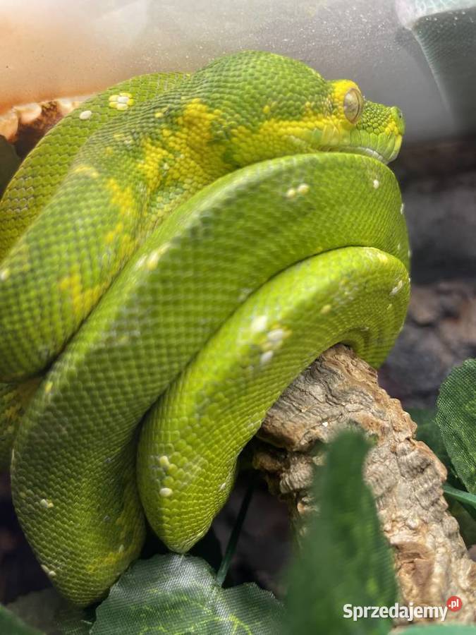 Morelia viridis pyton zielony śląskie Częstochowa