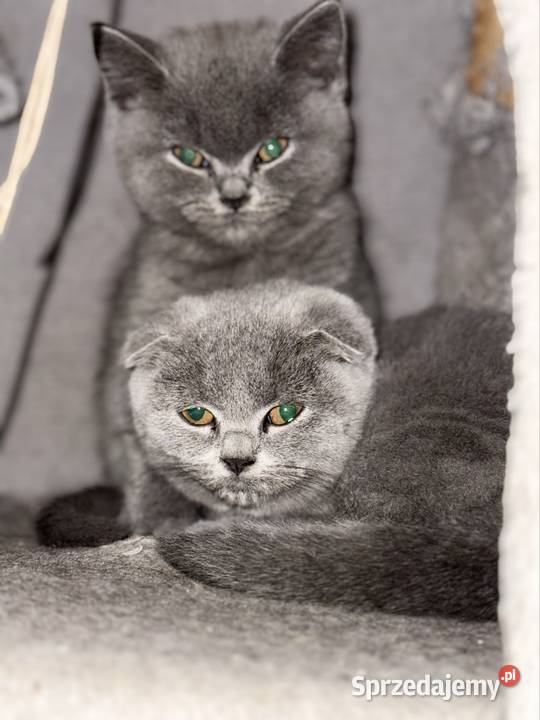 Oddam kocięta szkockie w zamian Warszawa