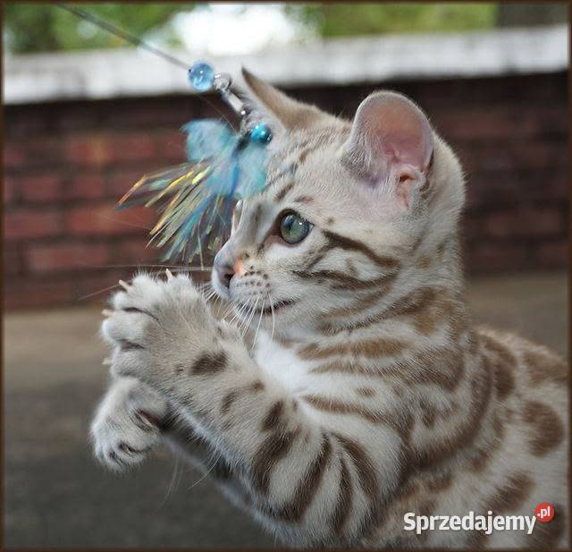 Kocurek Bengalski Snow Lynx Gotowy do odbioru Dzierżoniów sprzedam