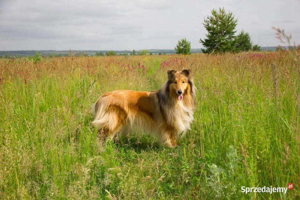 Owczarek szkocki collie piesek Owczarek