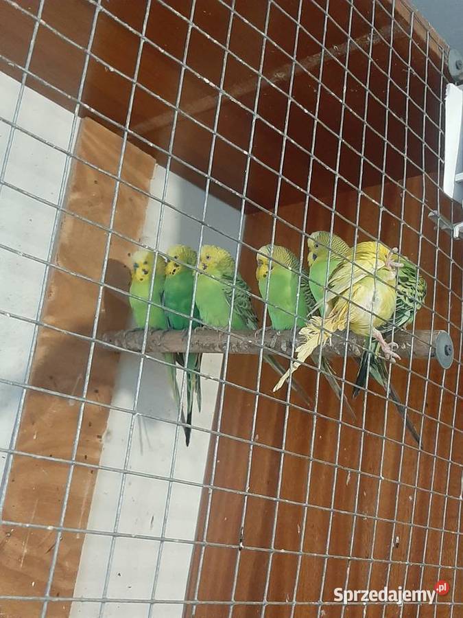 Papugi faliste Skała