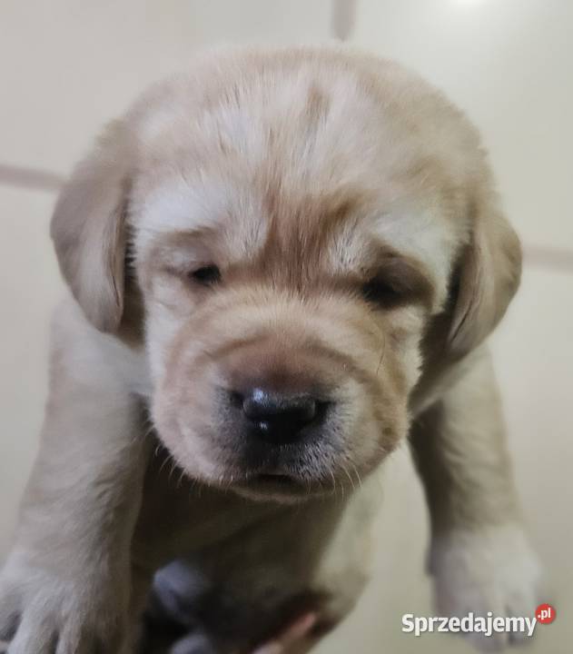Labrador retriever Zkwp FCI śląskie Lgota Mała