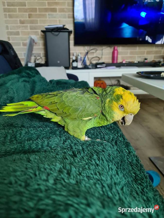 Amazonka Oratrix żółtogardła Marki sprzedam