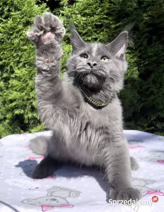 Maine Coon wielka i piękna Rumba