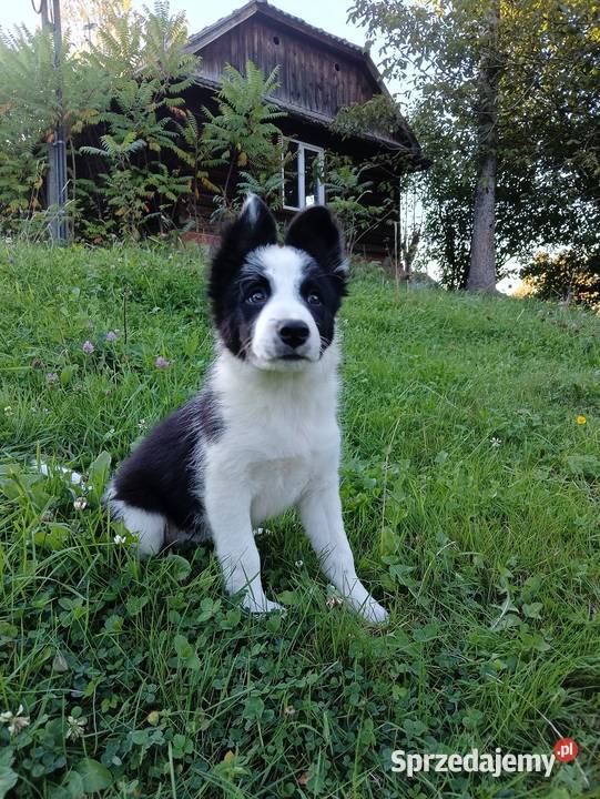 Sprzedam szczenięta border collie Rzeszów