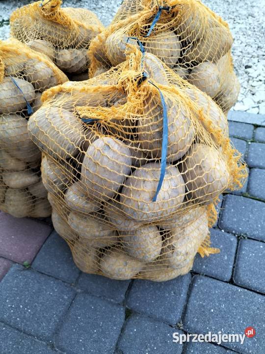 Ziemniaki Soraya Sędziszów sprzedam
