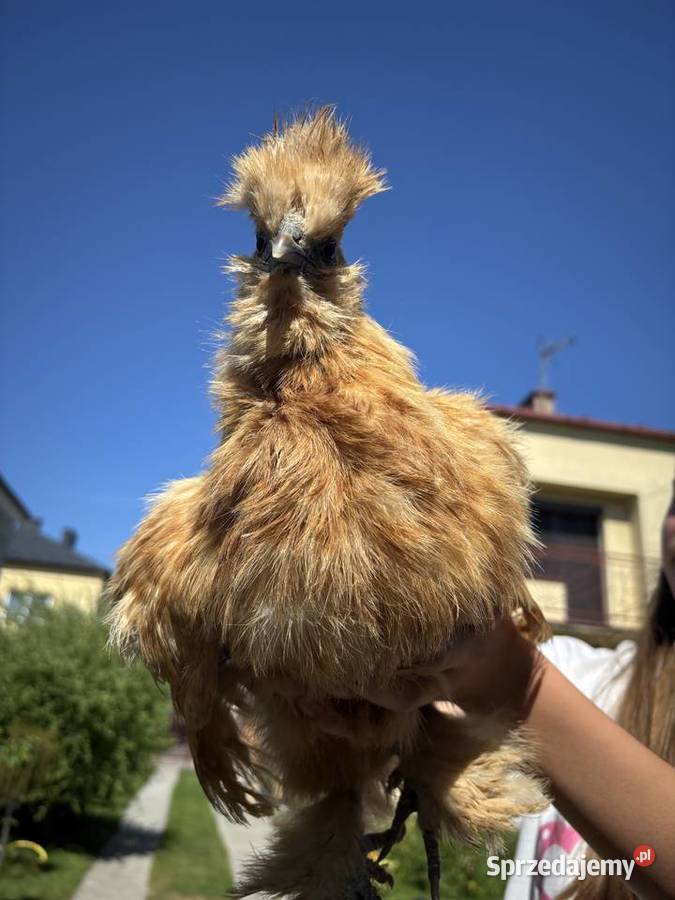 Ruda kurka silka Zwierzęta Czermin