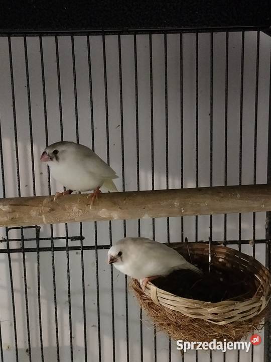 Zeberki tegoroczne Liniewo