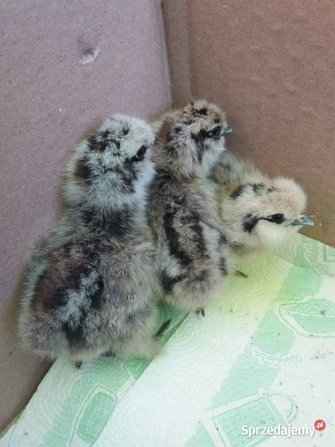 Jajka lęgowe Silki Barcin