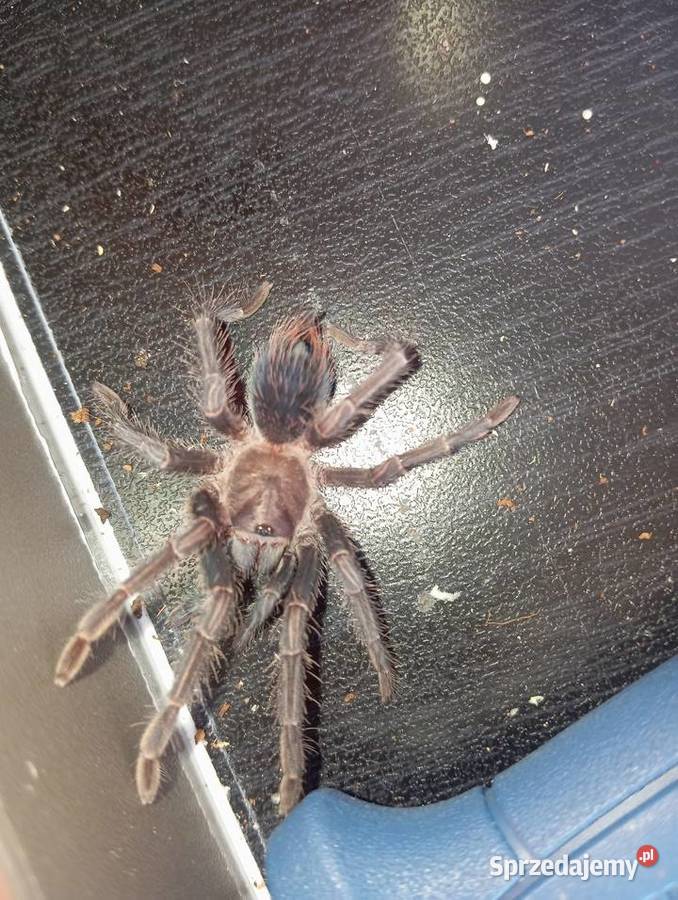 Ptasznikipająki Przemków