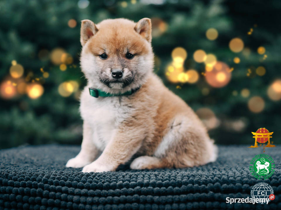 Piesek Suczka czerwony Shiba Inu ZKwPFCI