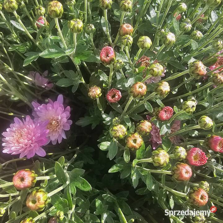 Chryzantemy drobnokwiatowe dolnośląskie sprzedam