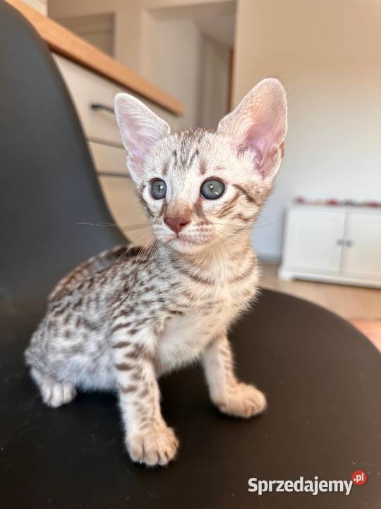 Savannah F5 Kraków sprzedam