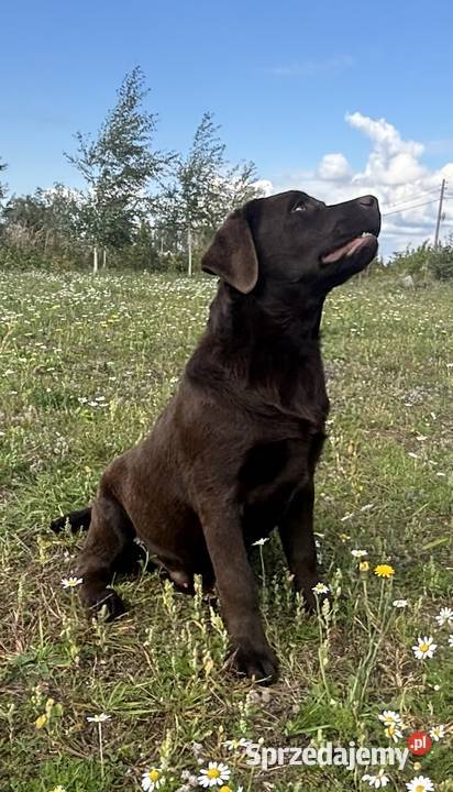 Labrador czekoladowy szczenię Bogumiłowice