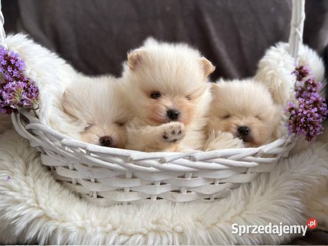 SZPIC MINIATUROWY POMERANIAN PIĘKNE PUCHATE Szpic miniaturowy Warszawa sprzedam