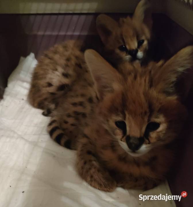 Serval savanna Pozostałe