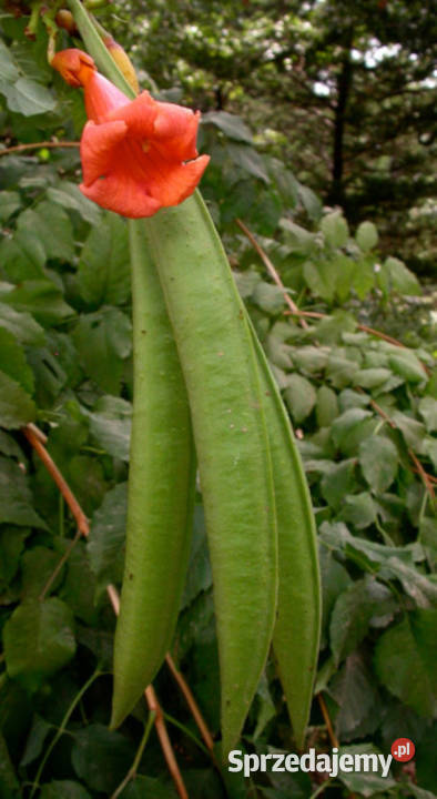 MILIN AMERYKAŃSKI Campsis radicans NASIONA 20000 kujawsko-pomorskie Lubanie