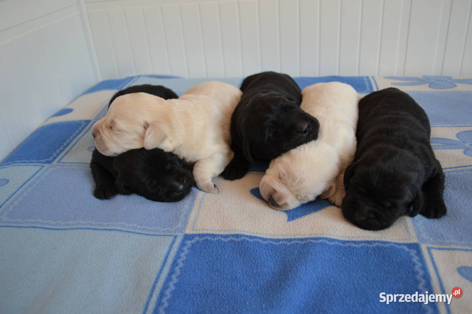 Szczeniaki Labrador Retriever czarne i
