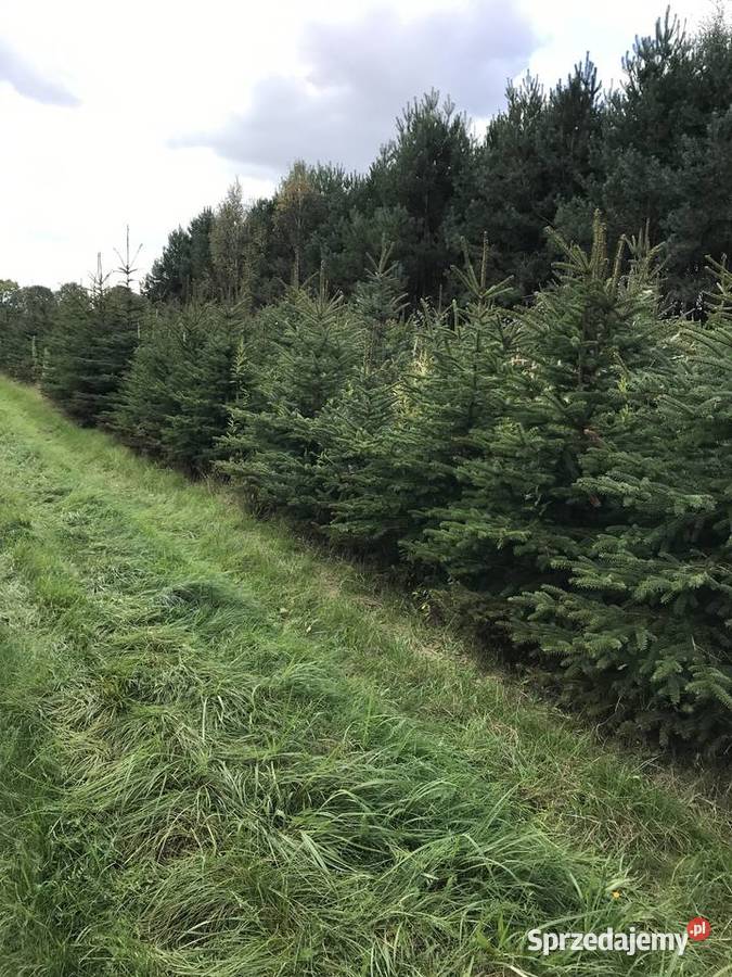 Świerk srebrny likwidacja plantacji Lipsko