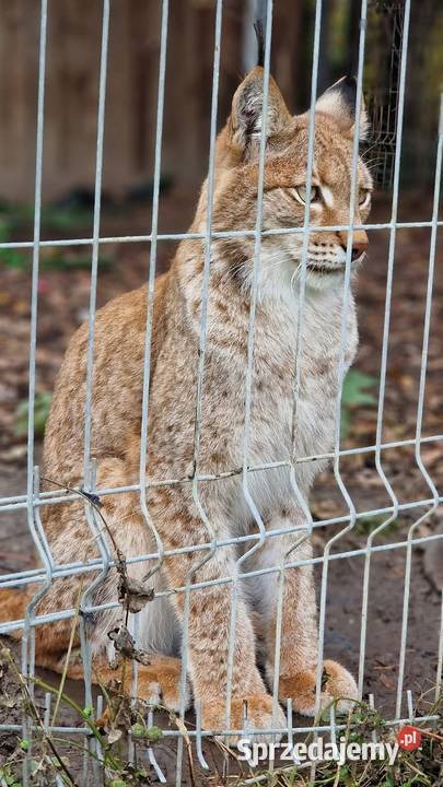 Ryś euroazjatycki Lynx lynx piękny dorosły Katowice