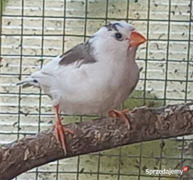 Zeberki papugi amadyny gołąbki diamentowe Staszów