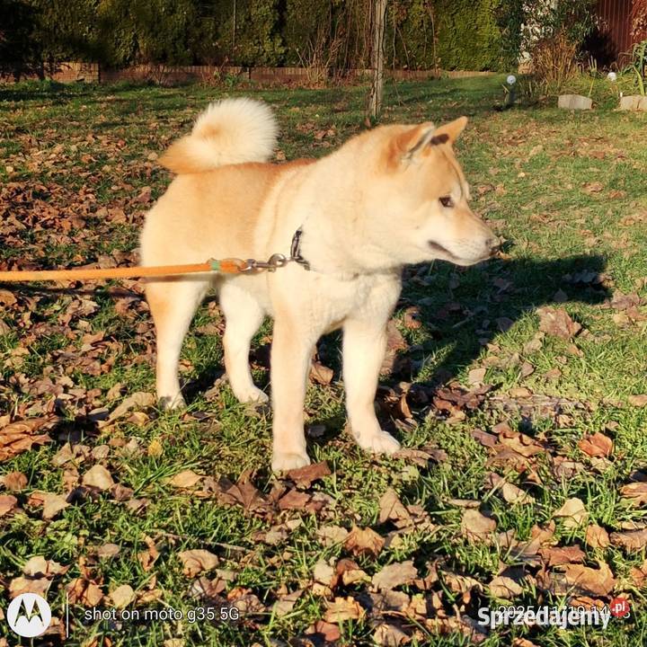 Shiba Inu czerwony przemiły piesek Bychawka Trzecia