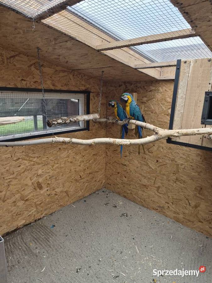 Para ary ararauny Ptaki podkarpackie Przeworsk sprzedam