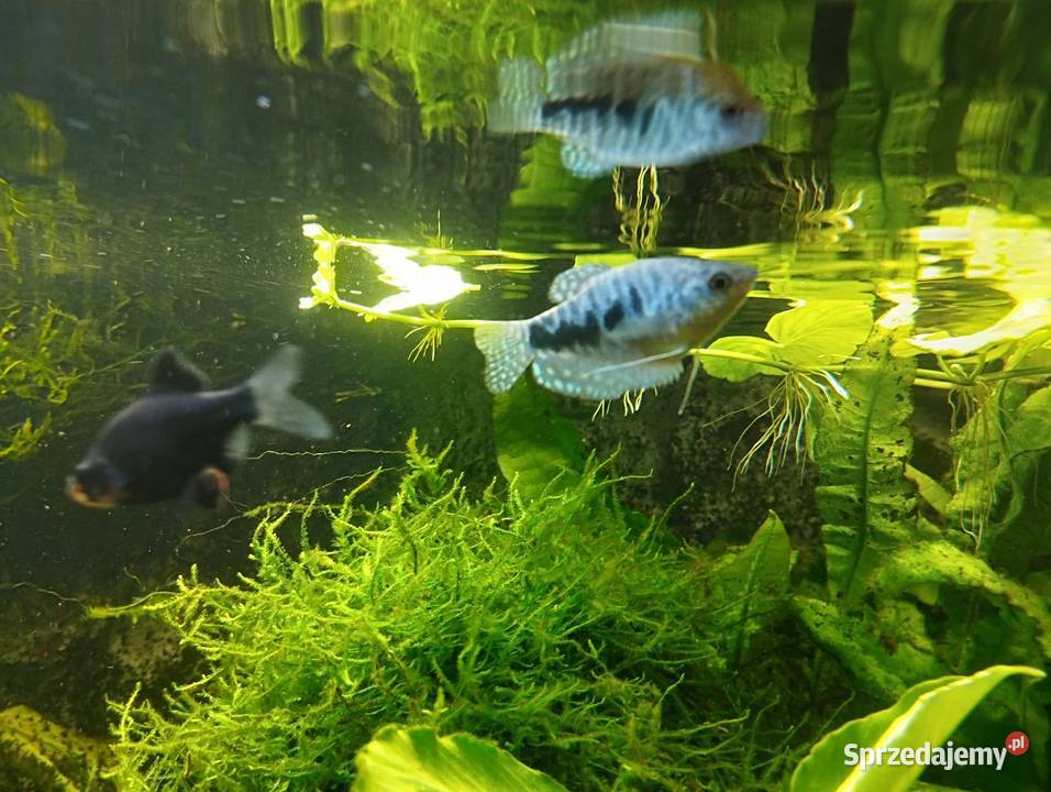 Gurami złote i marmurowe Ryby akwariowe rybki Wygoda