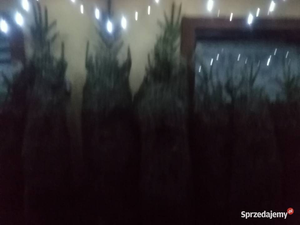 Sprzedam choinki świąteczne Maciejowa
