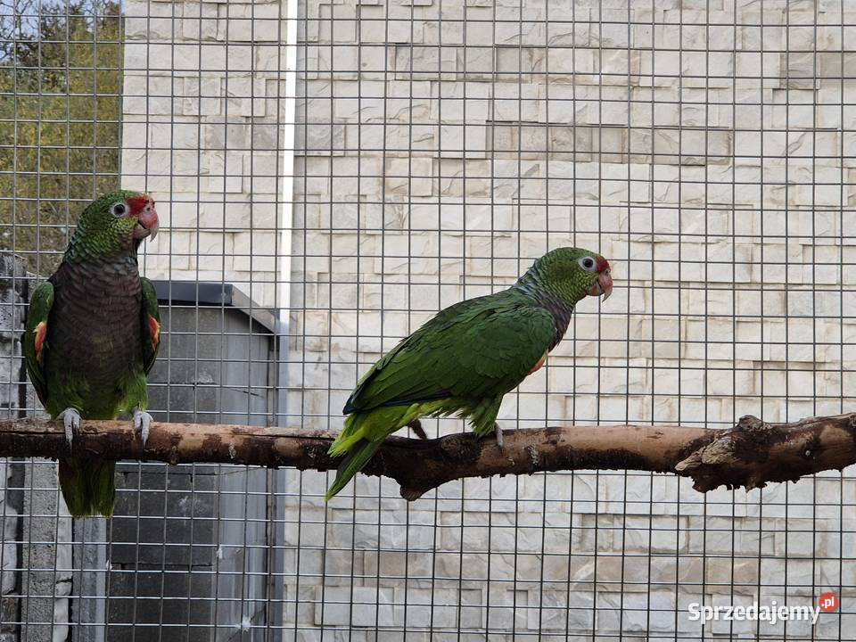 Amazonka pąsowa Ptaki Rakoniewice