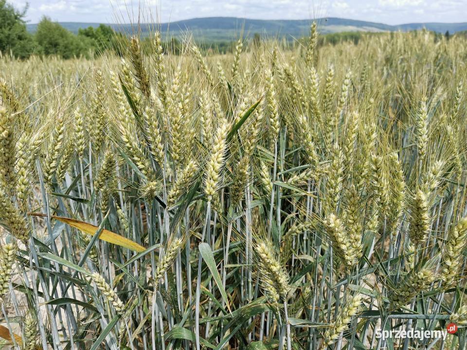 Pszenica ozima Wilejka centrali Masłów Drugi