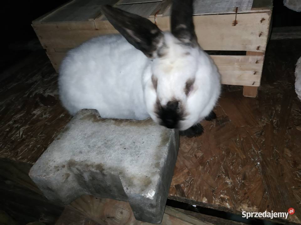 Królik Kalifornijski Samiec Chełm