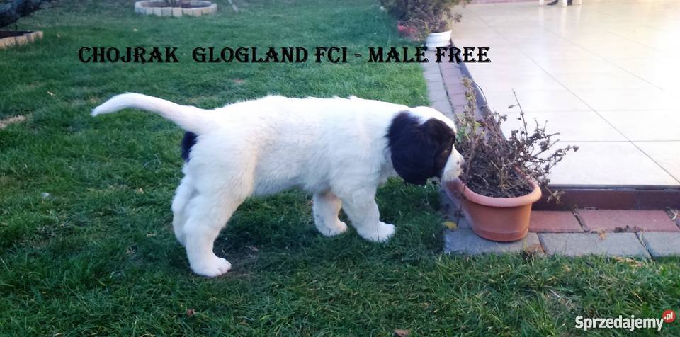 landseer piękne pieski dolnośląskie