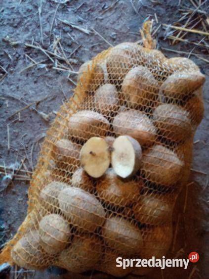 Ziemniaki jadalne odmiana Connect Działoszyce sprzedam