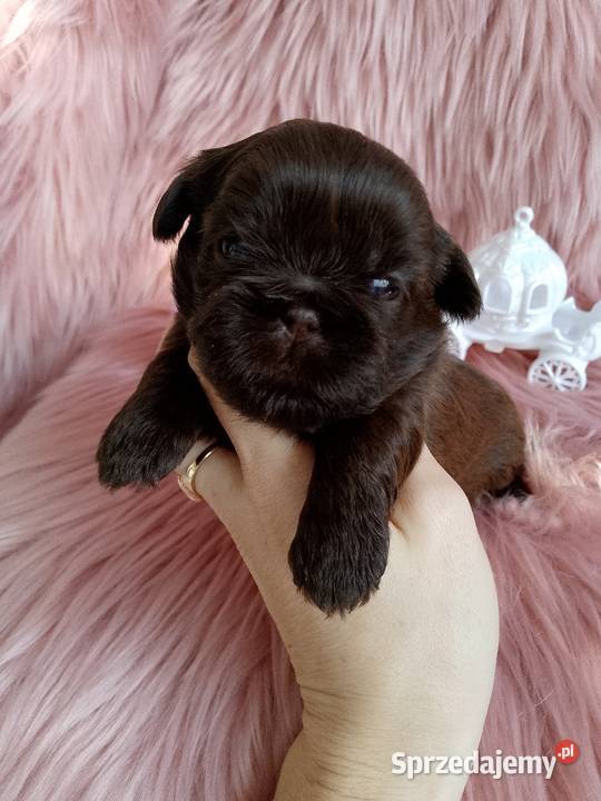 Czekoladowa suczka rasy ShihTzu Kluczbork