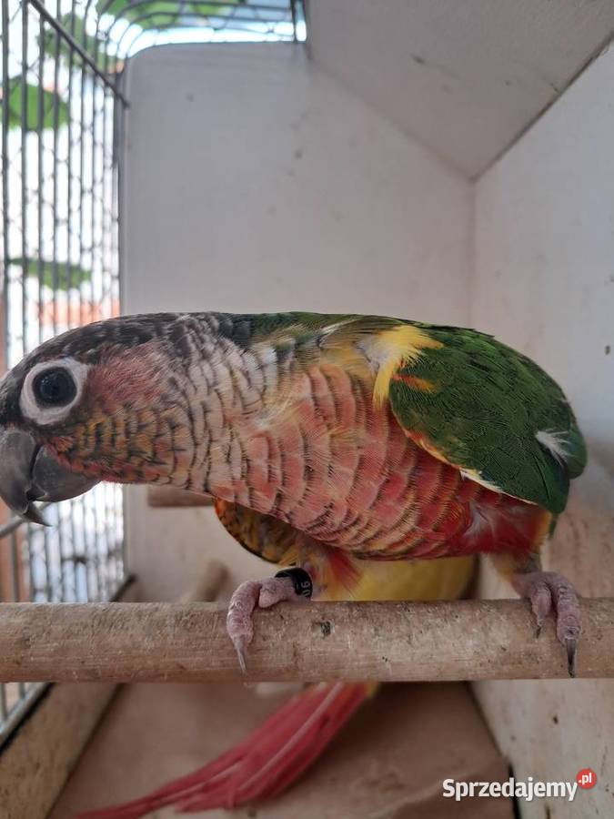 RudosterkaRudosterki Ptaki Tryńcza