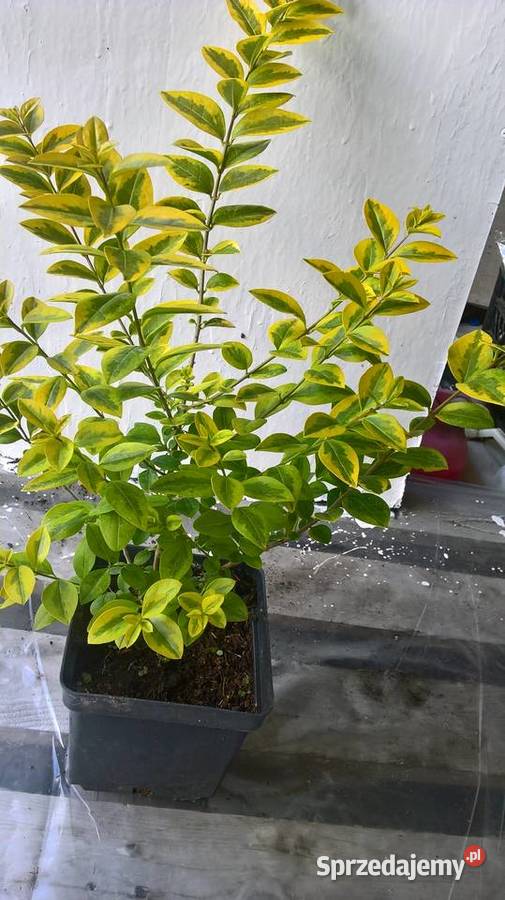 Ligustr Aurea Variegata mazowieckie