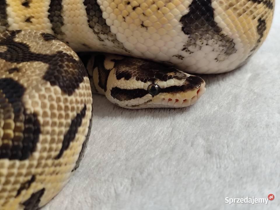 Dorosły Samiec Firefly mazowieckie Pruszków