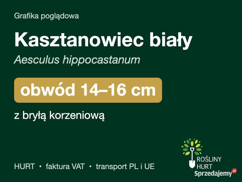 Kasztanowiec biały obwód 1416 z bryłą HURT