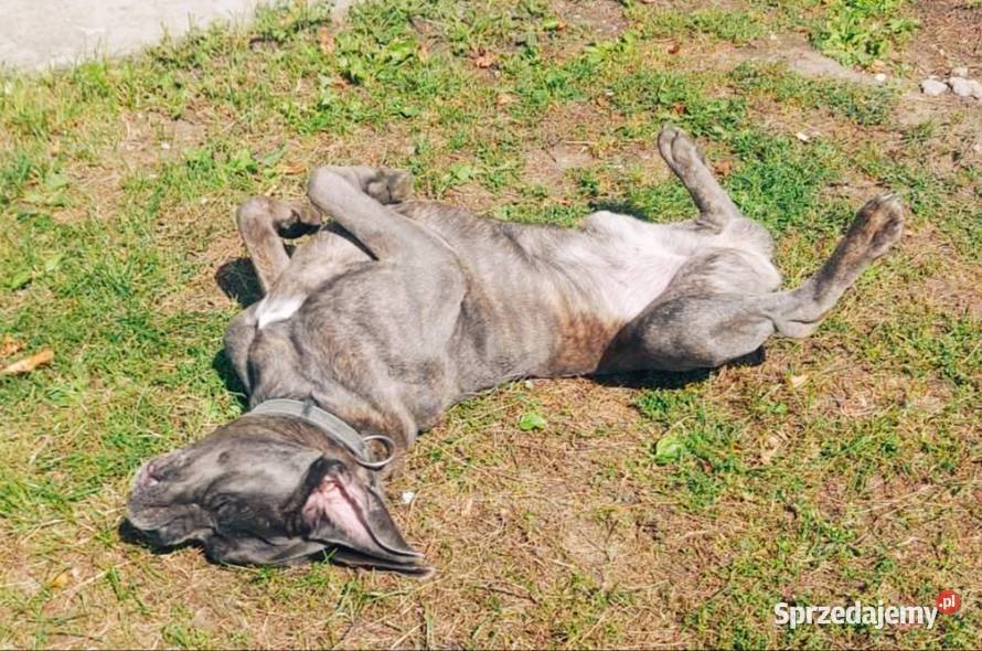 Szczenięta Cane Corso
