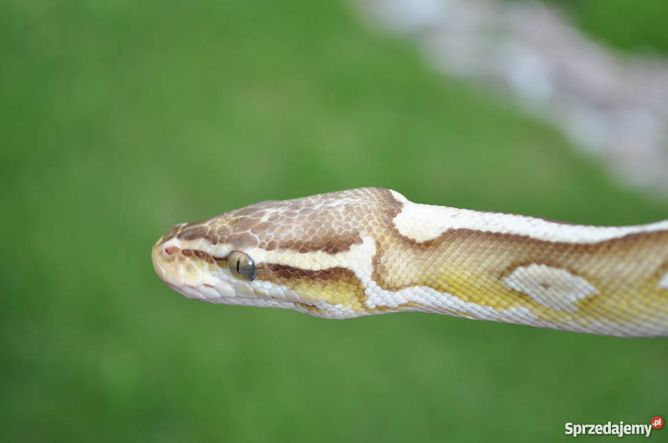 pyton królewski sprzedam Gdańsk sprzedam