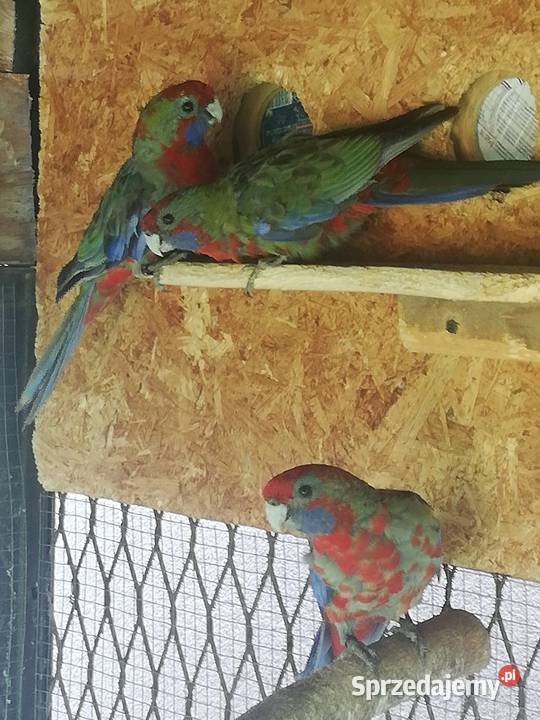 Sprzedam rozelle królewskie