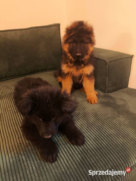 Sprzedam szczenięta owczarka niemieckiego Owczarek Ukta