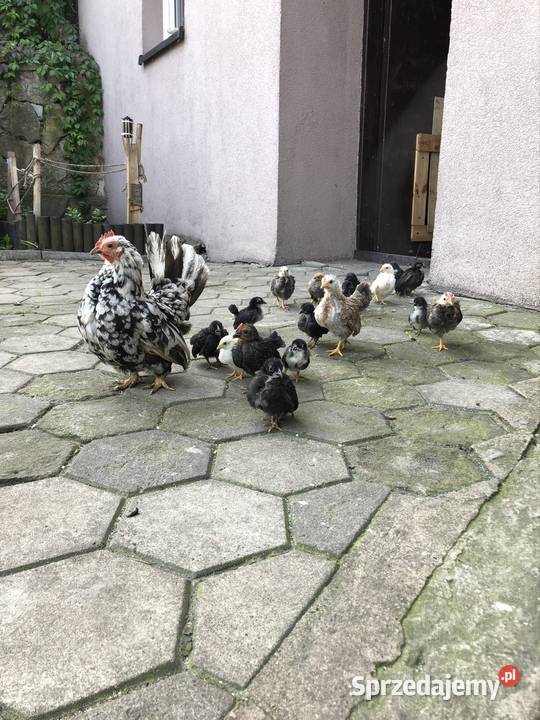 Seramy sprzedam Niezdara