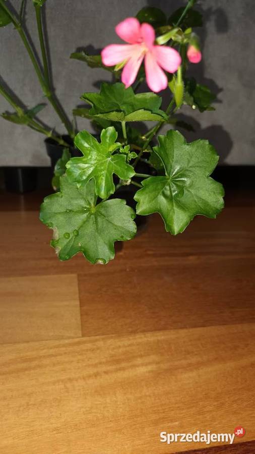 Duża pelargonia bluszczolistna kwitnąca Balkonowe